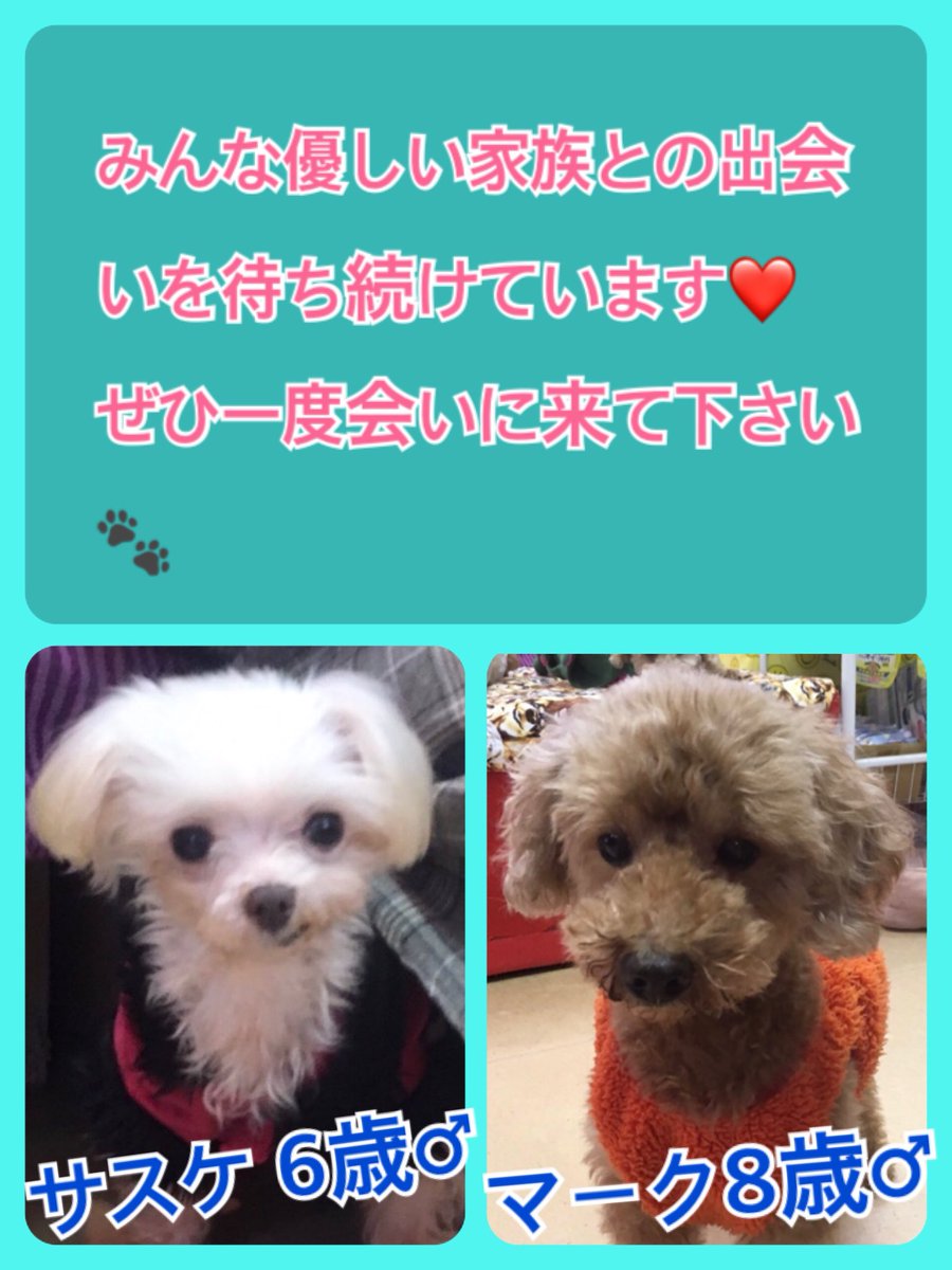 🐾今日のニャンワンの日🐱🐶今日の里親様募集中ワンコ🐶メンバーです🐾2019,10,21